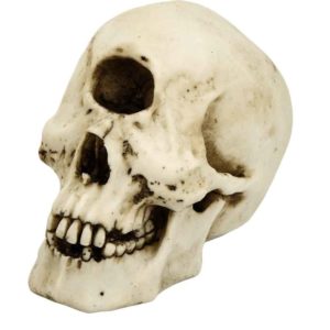 Skull of the Cyclops Polyphemus
