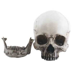 Two Piece Skull Head