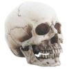 Small Two Piece Skull Head