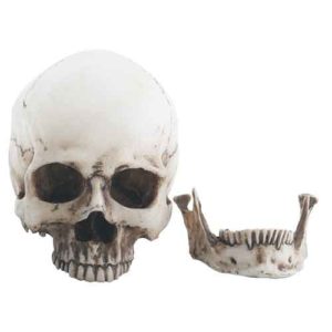 Small Two Piece Skull Head