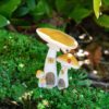 Yellow Mushroom Fairy Garden Houses
