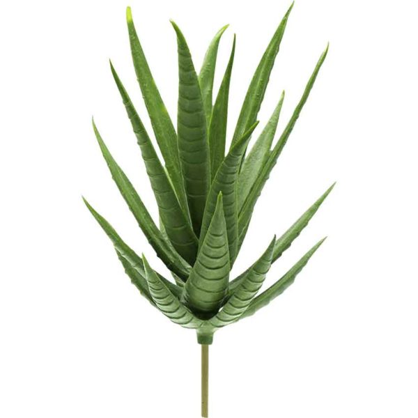 Fairy Garden Haworthia Plant with Stake
