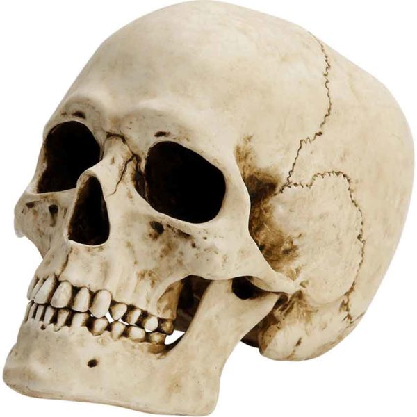 Fixed Jaw Skull Statue
