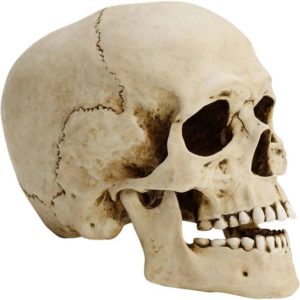 Moving Jaw Skull Statue