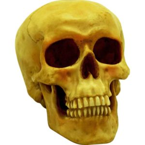 Aged Human Skull Statue