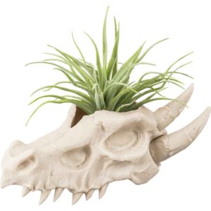 Dragon Skull Planter